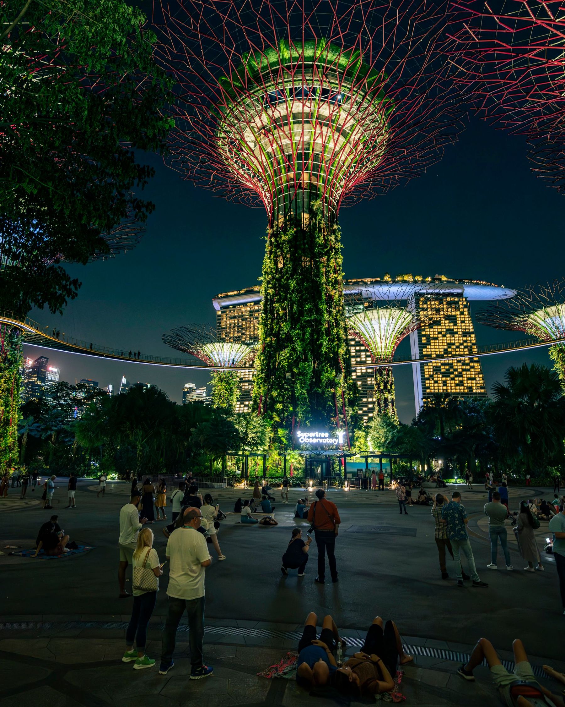 Supertrees lit up at night with Marina Bay Sands behind