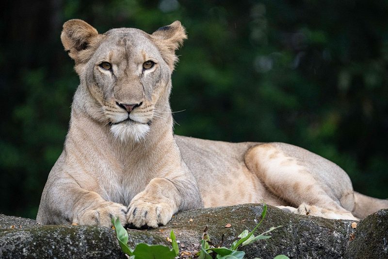 Close-up of a lioness resting on a rock with a blurred natural background in Singapore Zoo.