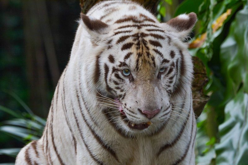 Singapore Zoo & Night Safari
