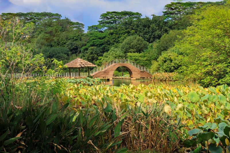 A peaceful garden landscape featuring a rustic bridge and lush greenery.