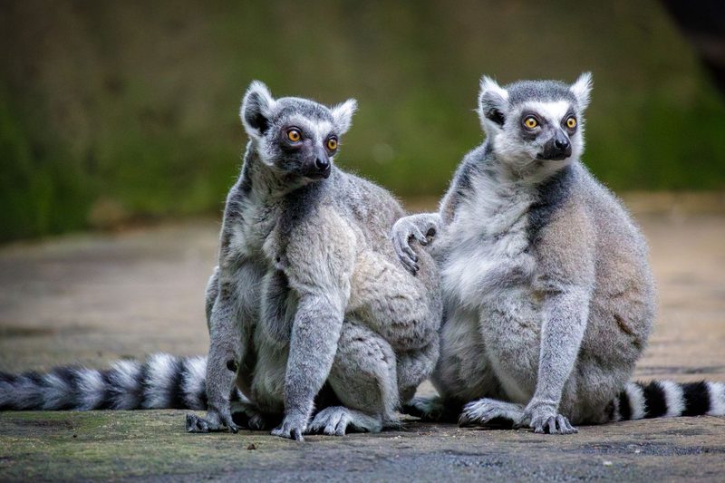 Close-up of ring-tailed lemurs in Singapore Zoo, showcasing their striking features.