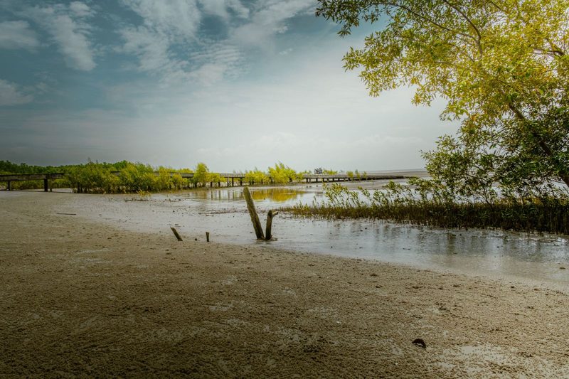 Peaceful coastal scene with mangroves and sunny skies, ideal for nature themes.