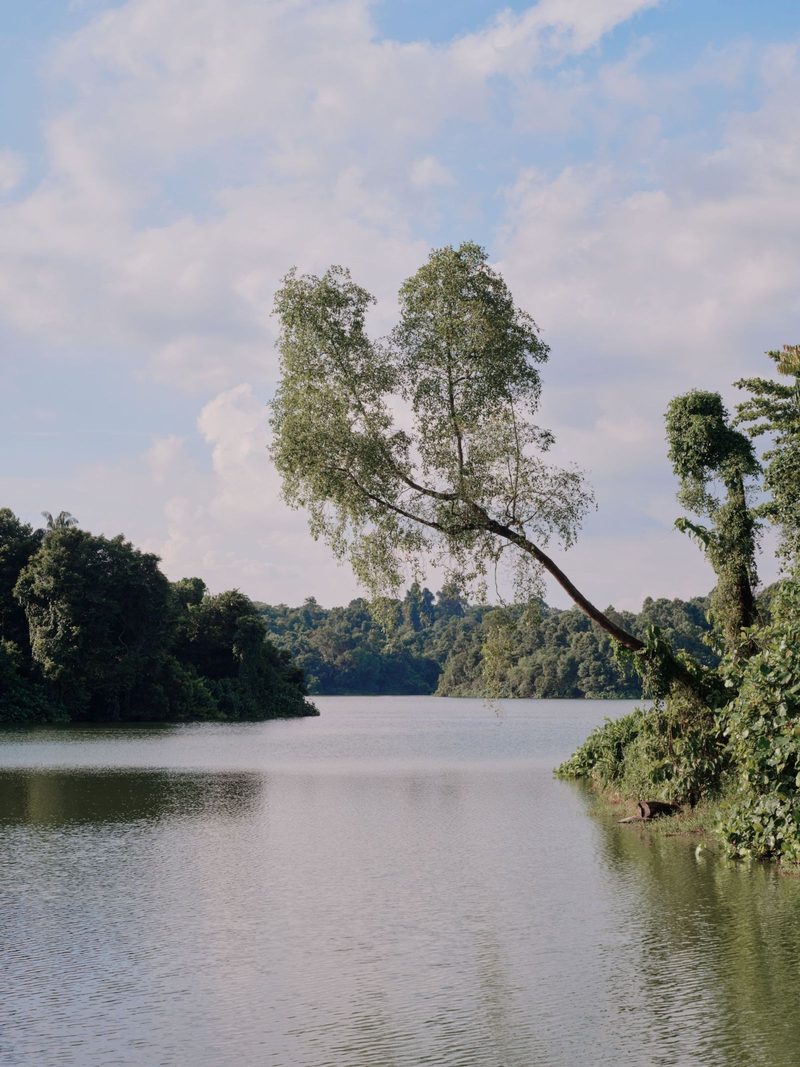 Serene tropical lake surrounded by lush greenery under a bright sky, perfect for nature lovers.