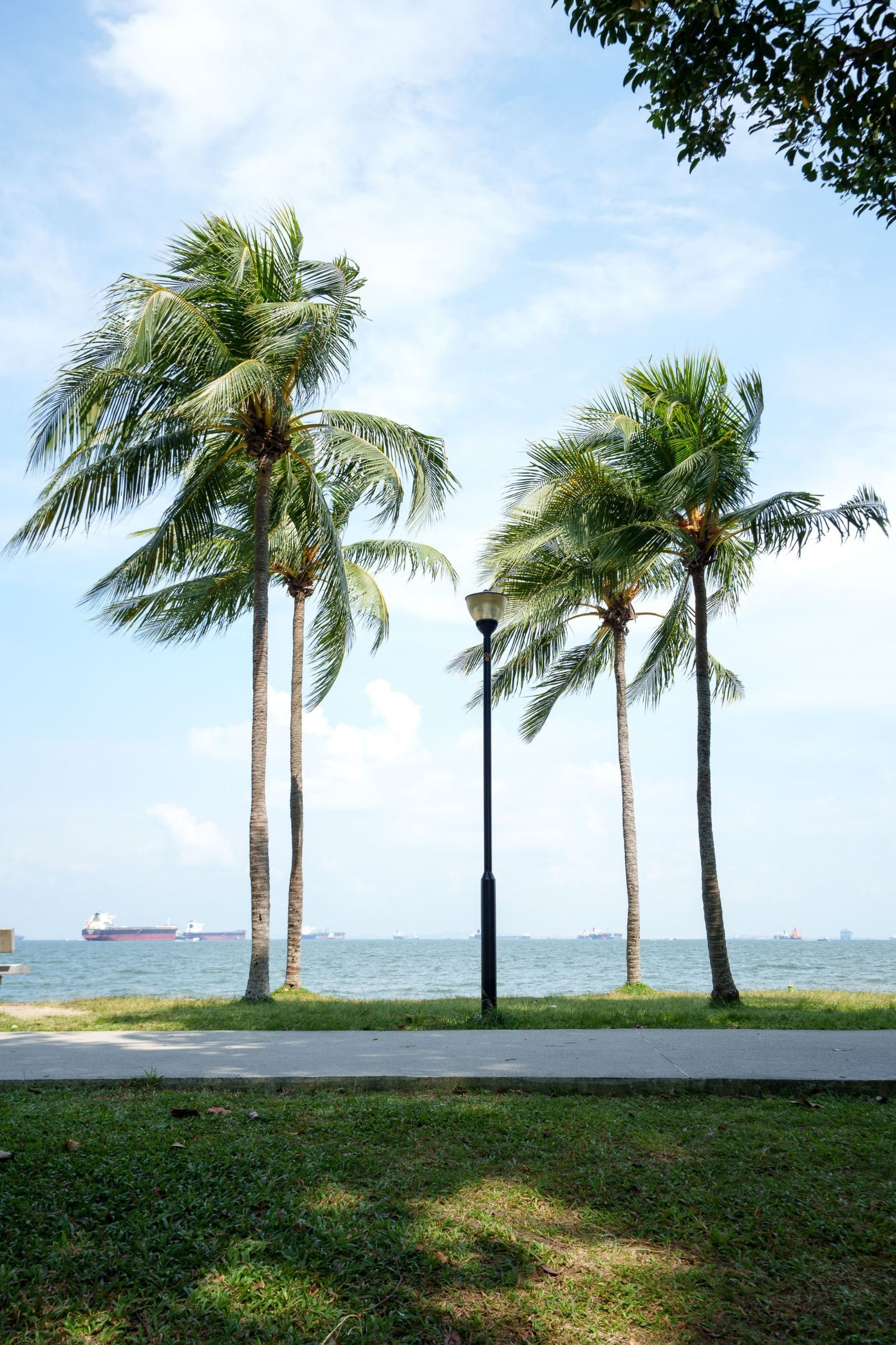 Palm trees swaying in the wind at East Coast Park, Singapore, with ships in the background.