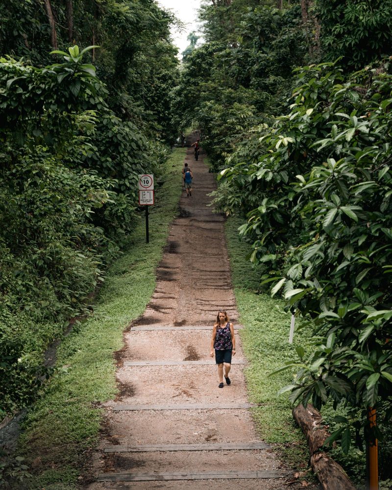 People walking along a lush, tree-lined path in Singapore's vibrant greenery.