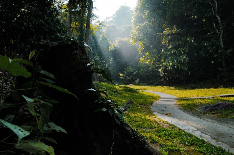 Serene forest path in Labis, Johor with sunlight streaming through trees.