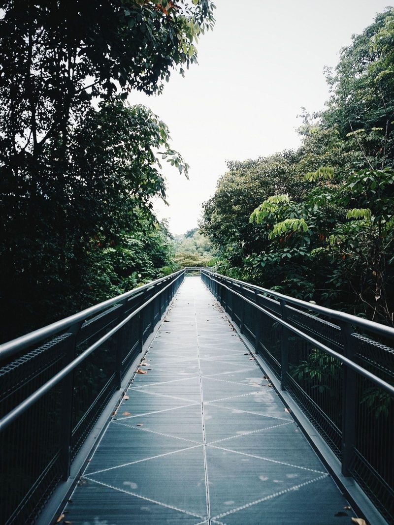 Experience nature with a serene walk on this elevated footbridge amidst lush green forests in Singapore.