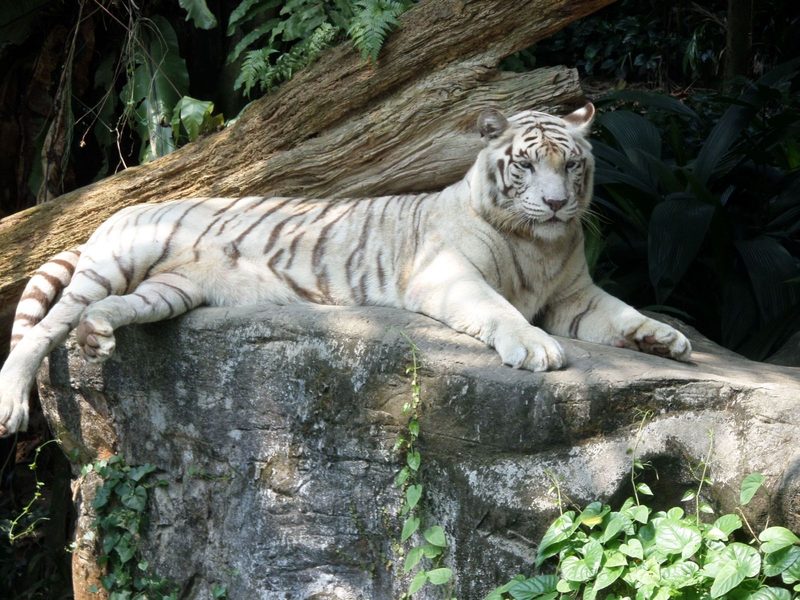 A stunning white tiger lounges on a rock amidst lush greenery in a Singaporean zoo.