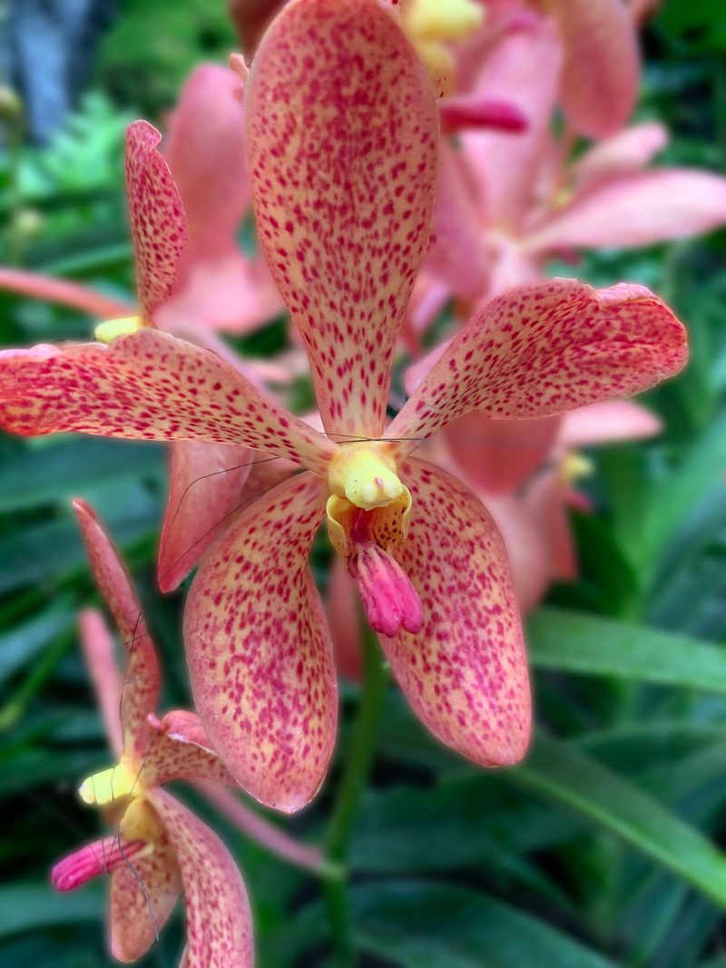 Close-up of a vibrant Mokara orchid in full bloom captured in Singapore's lush gardens.